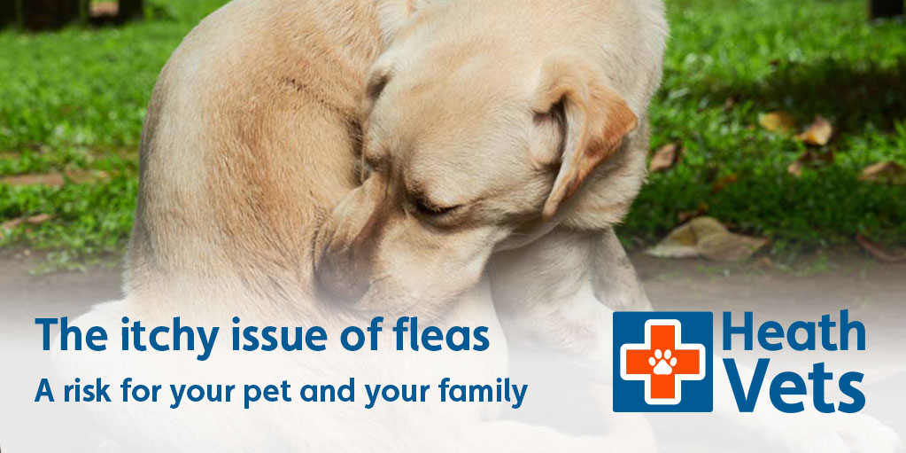 What Causes Dogs To Itch Besides Fleas