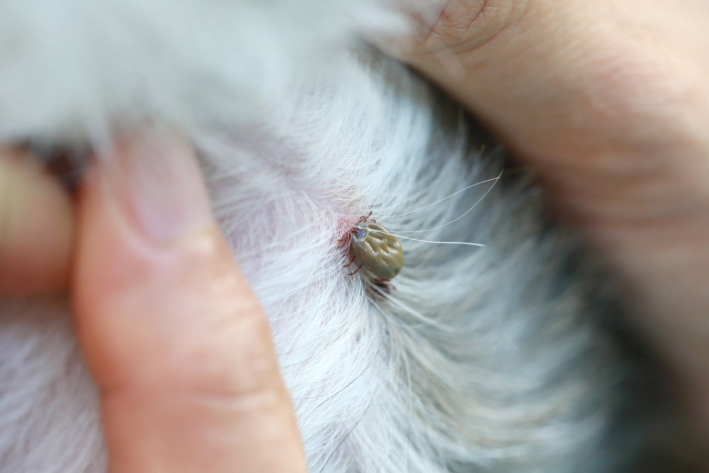 what do gnat bites look like on a dog