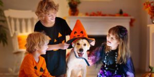 5 Spooktacular Halloween Pet Safety Tips